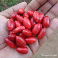 Synsepalum dulcificum (Schumach. & Thonn.) Daniell